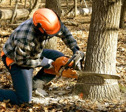 Tree Removal in Russells Point, OH